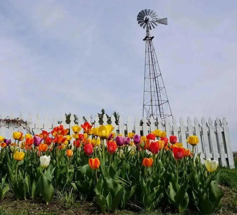 Tulip Darwin Hybrid Sunset Blend ( Bulbs) - Caribbean garden seed