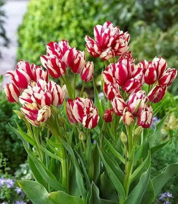 Tulip Flaming Club, Multiple flowers, Fall Planting Bulbs. - Caribbean garden seed