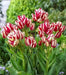 Tulip Flaming Club, Multiple flowers, Fall Planting Bulbs. - Caribbean garden seed