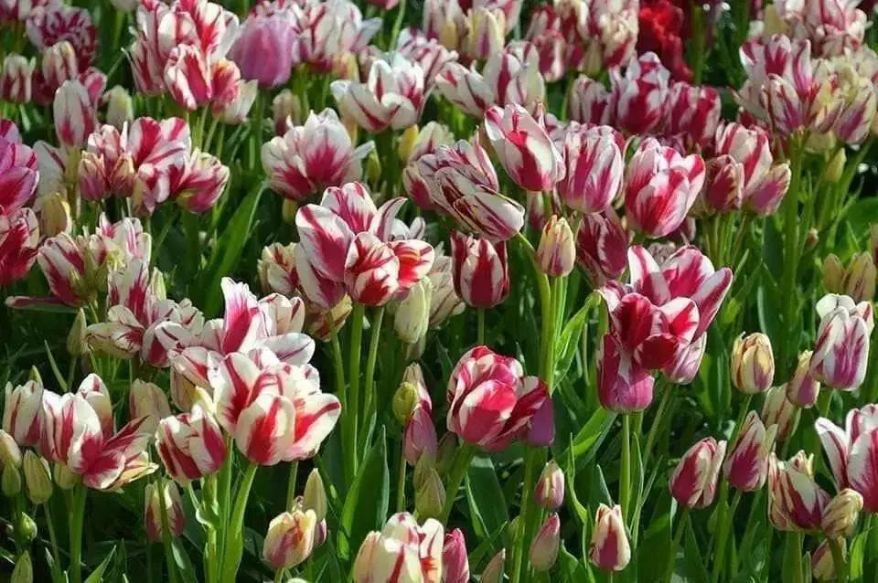 Tulip Flaming Club, Multiple flowers, Fall Planting Bulbs. - Caribbean garden seed