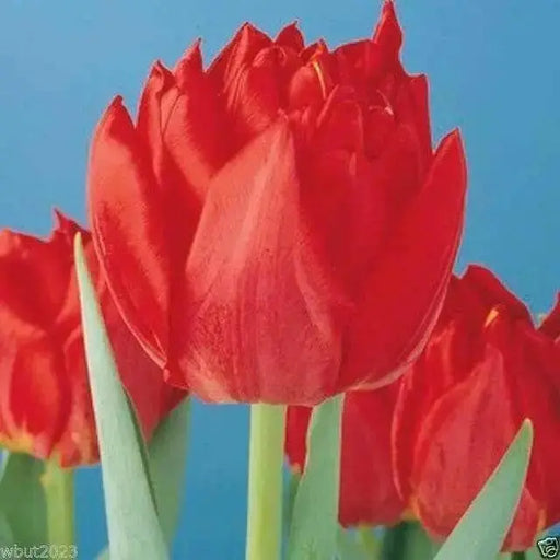 Tulip Double Early Abba,12/+cm, Fall Planting Bulbs, - Caribbean garden seed