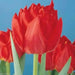 Tulip Double Early Abba,12/+cm, Fall Planting Bulbs, - Caribbean garden seed