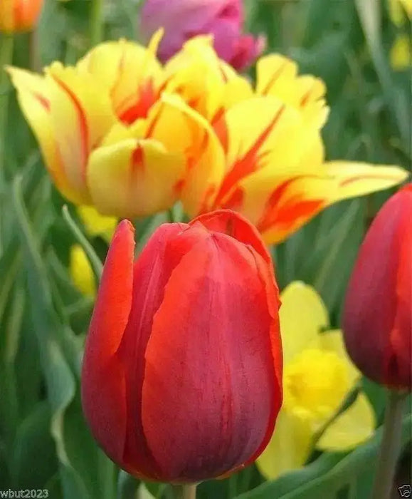 Tulip Double Early Abba,12/+cm, Fall Planting Bulbs, - Caribbean garden seed