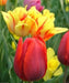 Tulip Double Early Abba,12/+cm, Fall Planting Bulbs, - Caribbean garden seed