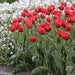 Tulip Double Early Abba,12/+cm, Fall Planting Bulbs, - Caribbean garden seed