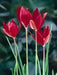 TULIP flowers SEEDS,Sprenger tulip - Caribbean garden seed