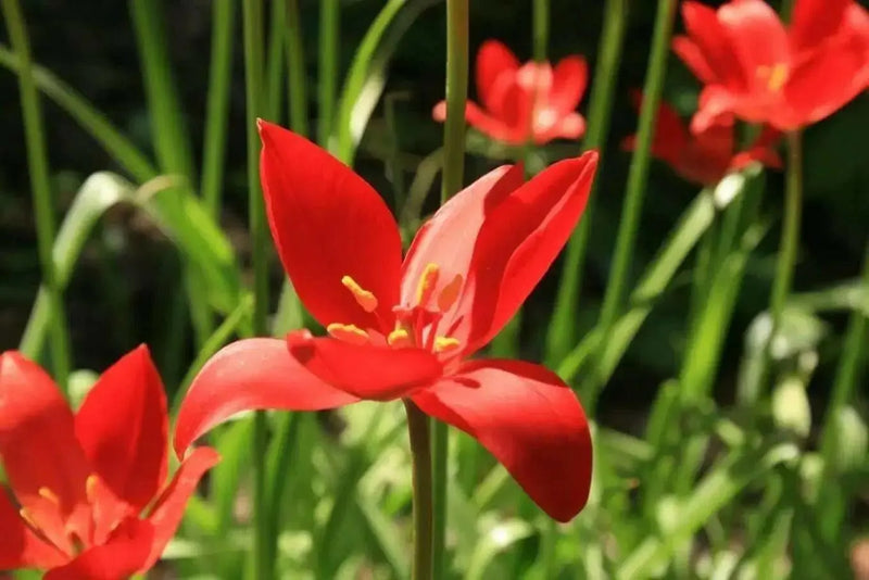TULIP flowers SEEDS,Sprenger tulip - Caribbean garden seed