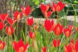 TULIP flowers SEEDS,Sprenger tulip - Caribbean garden seed