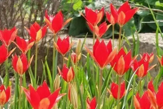 TULIP flowers SEEDS,Sprenger tulip - Caribbean garden seed