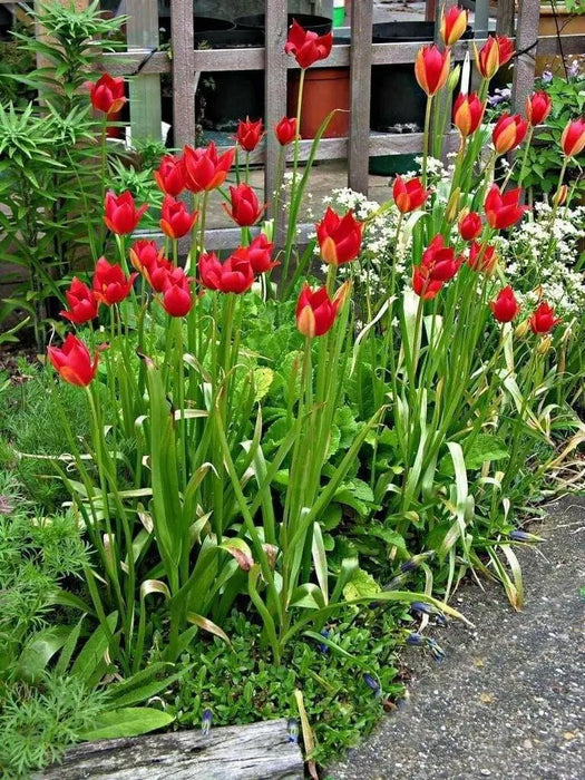 TULIP flowers SEEDS,Sprenger tulip - Caribbean garden seed