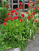 TULIP flowers SEEDS,Sprenger tulip - Caribbean garden seed