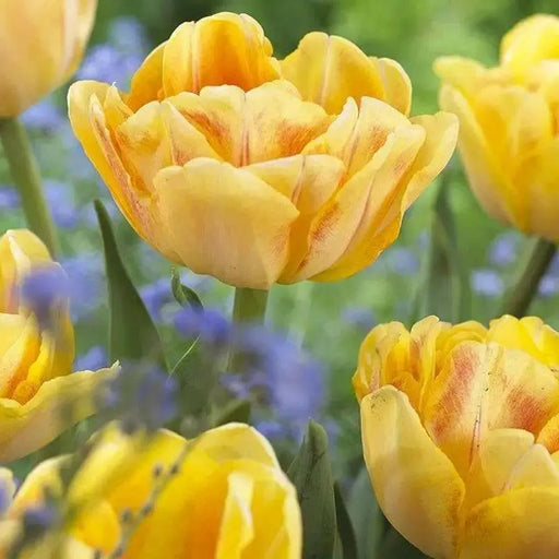 Tulip Foxy Foxtrot Bulbs, FALL BULBS - Caribbean garden seed