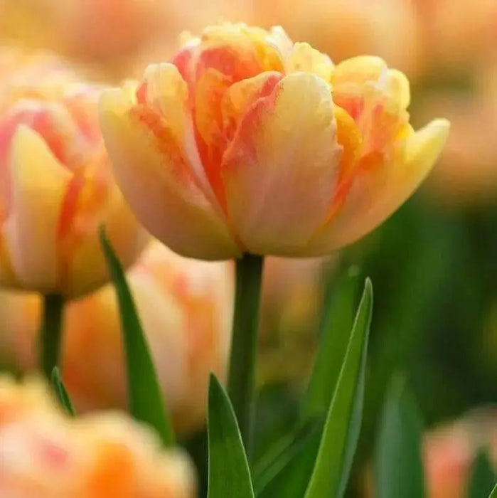 Tulip Foxy Foxtrot Bulbs, FALL BULBS - Caribbean garden seed