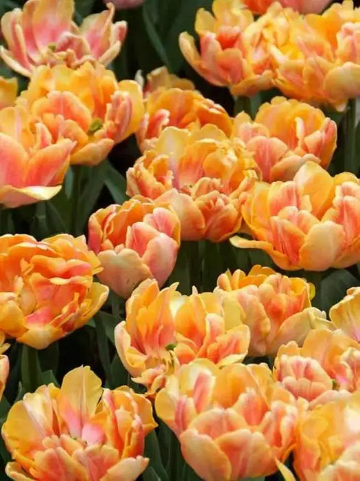 Tulip Foxy Foxtrot Bulbs, FALL BULBS - Caribbean garden seed