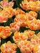 Tulip Foxy Foxtrot Bulbs, FALL BULBS - Caribbean garden seed