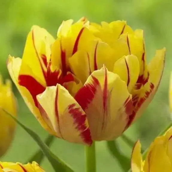 Tulip Double Early Monsella,12/+cm, , NOW SHIPPING! - Caribbean garden seed