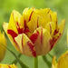 Tulip Double Early Monsella,12/+cm, , NOW SHIPPING! - Caribbean garden seed