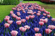 Tulip Double  Foxtrot ( Bulbs) Early Blooming,12/+cm - Caribbean garden seed