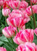 Tulip Double  Foxtrot ( Bulbs) Early Blooming,12/+cm - Caribbean garden seed