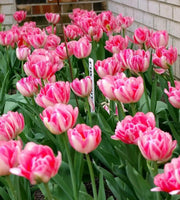 Tulip Double  Foxtrot ( Bulbs) Early Blooming,12/+cm - Caribbean garden seed