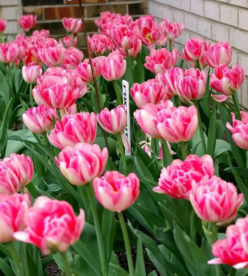 Tulip Double  Foxtrot ( Bulbs) Early Blooming,12/+cm - Caribbean garden seed