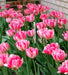 Tulip Double  Foxtrot ( Bulbs) Early Blooming,12/+cm - Caribbean garden seed