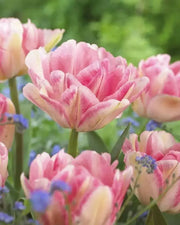 Tulip Double  Foxtrot ( Bulbs) Early Blooming,12/+cm - Caribbean garden seed