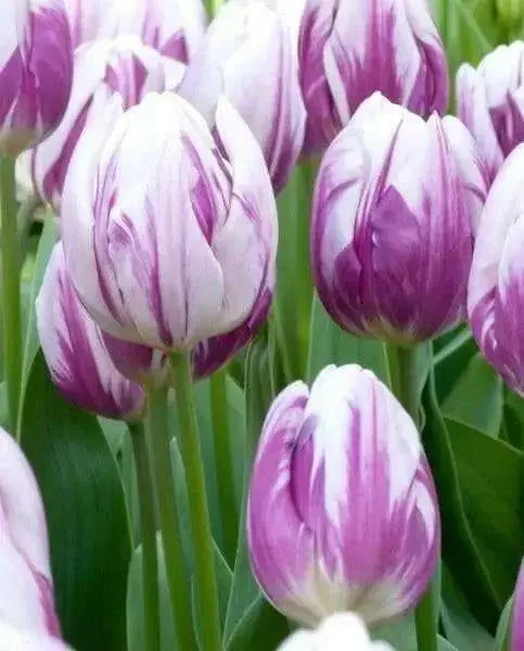 Tulip Flaming Flag TOP Sized 12cm+ bulbs , fall planting ! - Caribbean garden seed