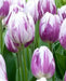 Tulip Flaming Flag TOP Sized 12cm+ bulbs , fall planting ! - Caribbean garden seed