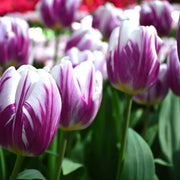 Tulip Flaming Flag TOP Sized 12cm+ bulbs , fall planting ! - Caribbean garden seed