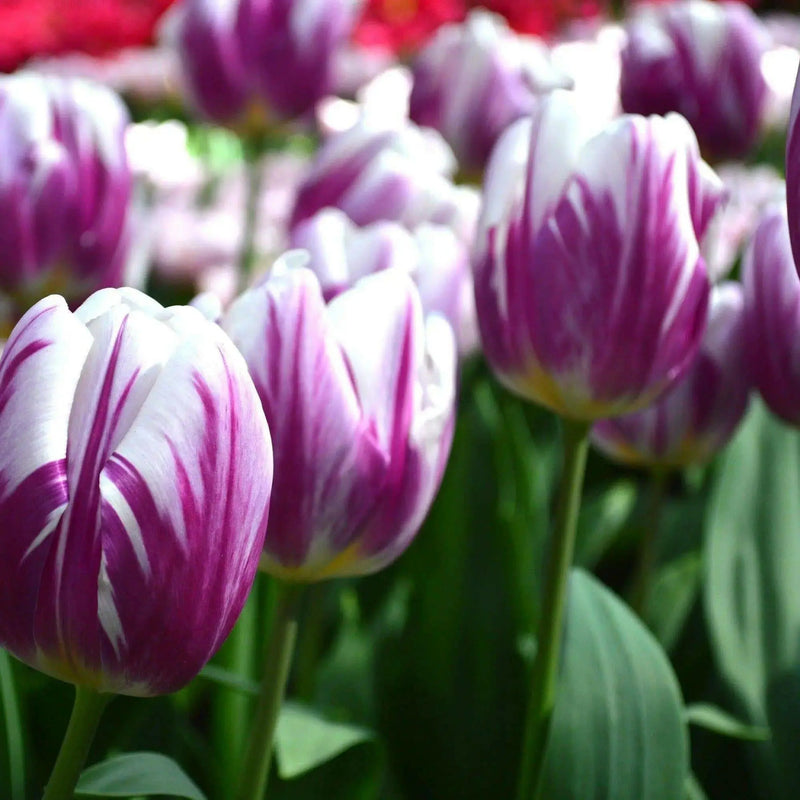 Tulip Flaming Flag TOP Sized 12cm+ bulbs , fall planting ! - Caribbean garden seed