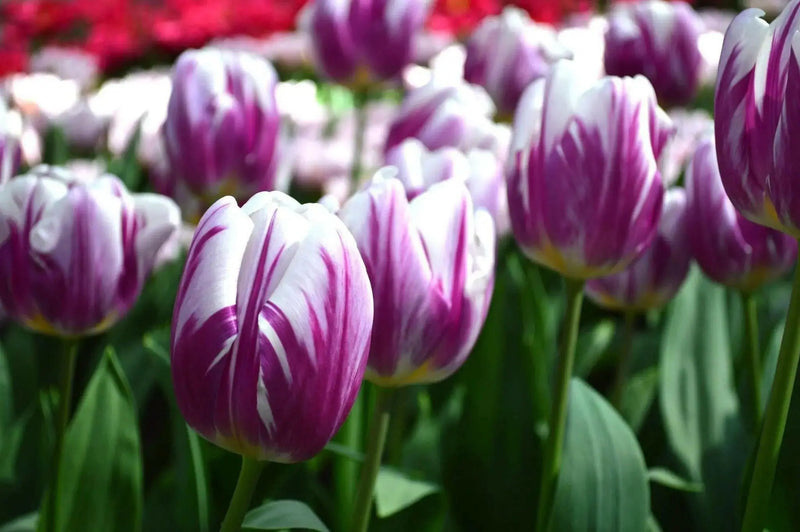 Tulip Flaming Flag TOP Sized 12cm+ bulbs , fall planting ! - Caribbean garden seed