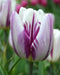 Tulip Flaming Flag TOP Sized 12cm+ bulbs , fall planting ! - Caribbean garden seed