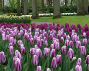 Tulip Flaming Flag TOP Sized 12cm+ bulbs , fall planting ! - Caribbean garden seed