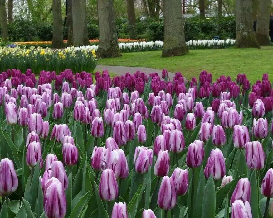 Tulip Flaming Flag TOP Sized 12cm+ bulbs , fall planting ! - Caribbean garden seed