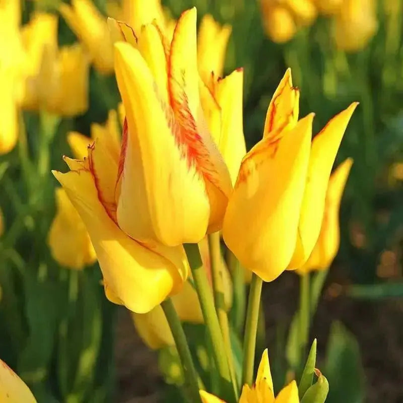 TULIP MULTIFLOWERING ‘ROYAL GEORGETTE‘ 12/+ CM.,  FALL PLANTING - Caribbean garden seed