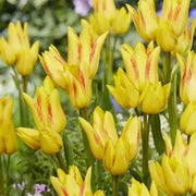 TULIP MULTIFLOWERING ‘ROYAL GEORGETTE‘ 12/+ CM.,  FALL PLANTING - Caribbean garden seed