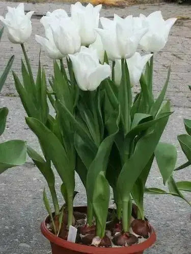 TULIP Kiwanis (BULBS)  SPRING Flowers - Caribbean garden seed