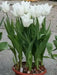 TULIP Kiwanis (BULBS)  SPRING Flowers - Caribbean garden seed
