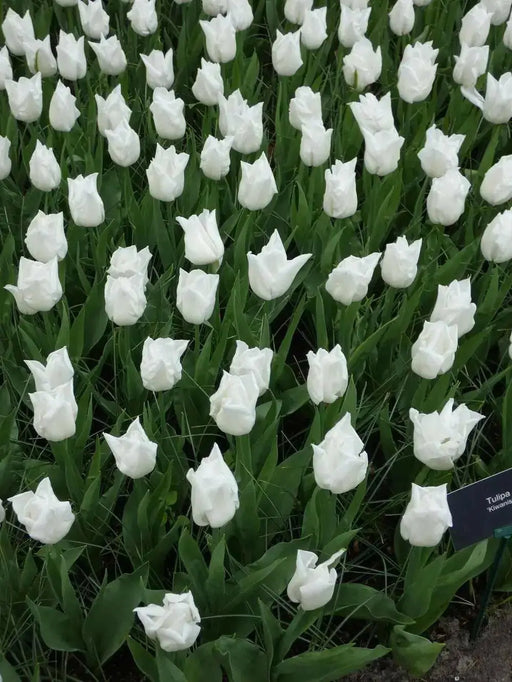 TULIP Kiwanis (BULBS)  SPRING Flowers - Caribbean garden seed