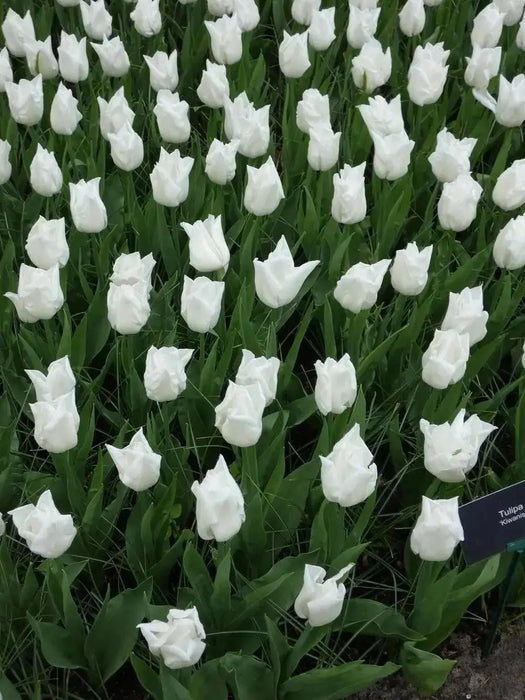 TULIP Kiwanis (BULBS)  SPRING Flowers - Caribbean garden seed