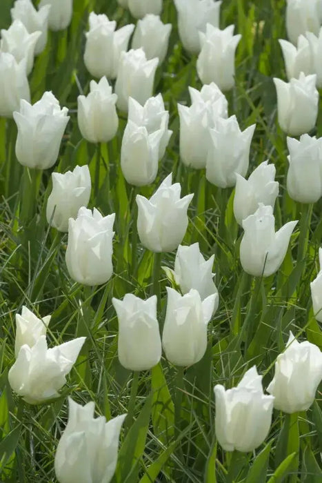 TULIP Kiwanis (BULBS)  SPRING Flowers - Caribbean garden seed