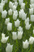 TULIP Kiwanis (BULBS)  SPRING Flowers - Caribbean garden seed
