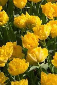 Tulip Marie Jo,  FALL BULBS, Double Early - Caribbean garden seed
