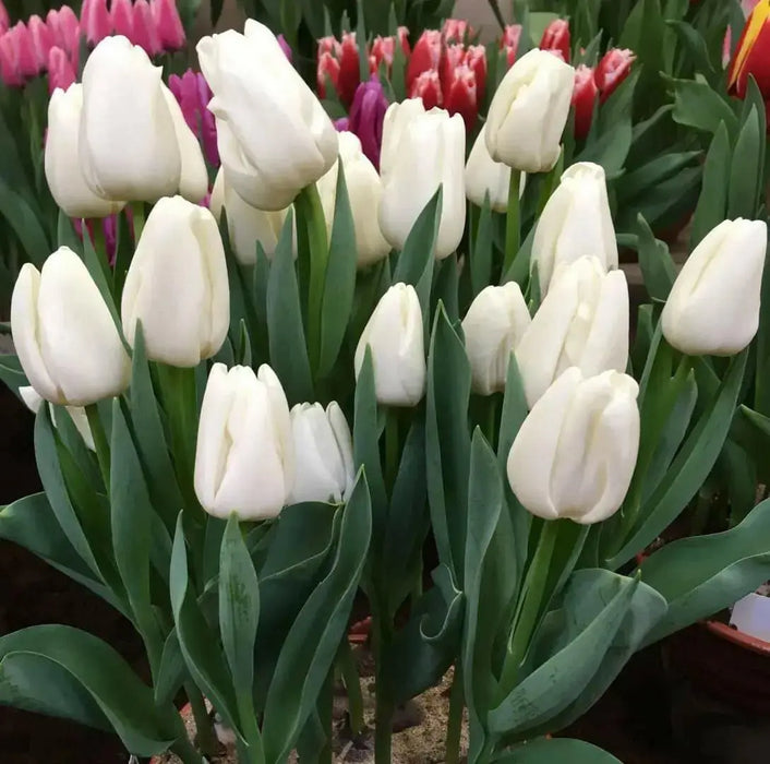 TULIP Kiwanis (BULBS)  SPRING Flowers - Caribbean garden seed