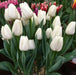 TULIP Kiwanis (BULBS)  SPRING Flowers - Caribbean garden seed