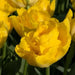 Tulip Marie Jo,  FALL BULBS, Double Early - Caribbean garden seed