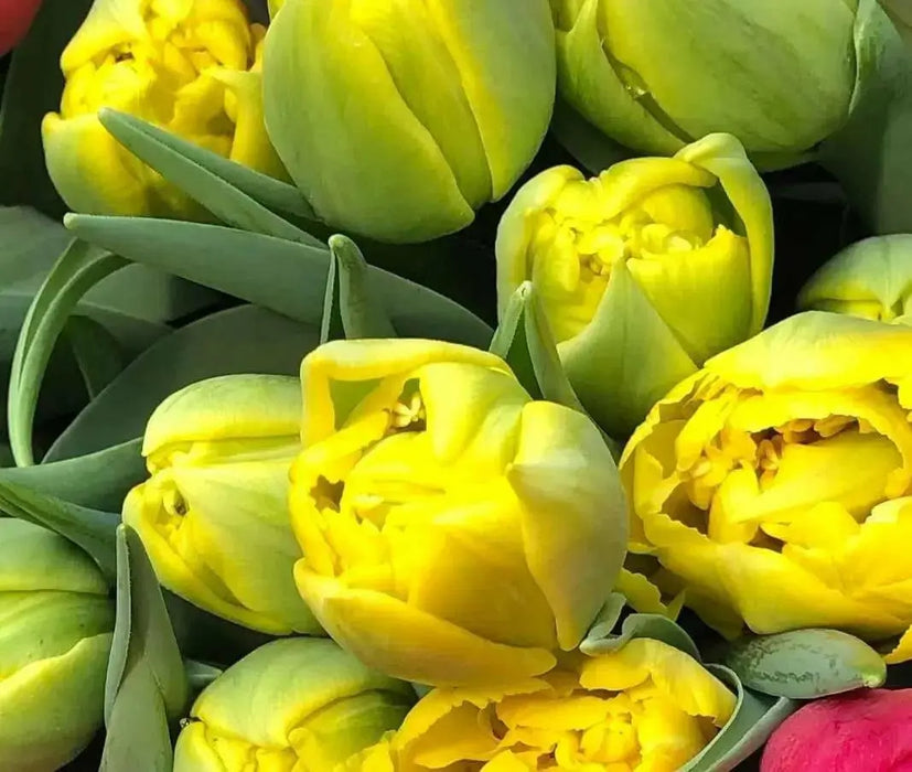 Tulip Marie Jo,  FALL BULBS, Double Early - Caribbean garden seed