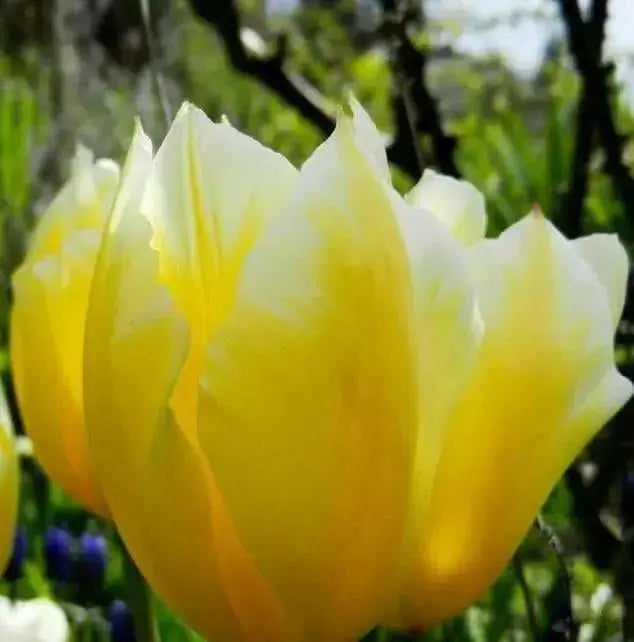 Tulip Fosteriana Sweetheart BULBS - Caribbean garden seed
