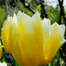 Tulip Fosteriana Sweetheart BULBS - Caribbean garden seed